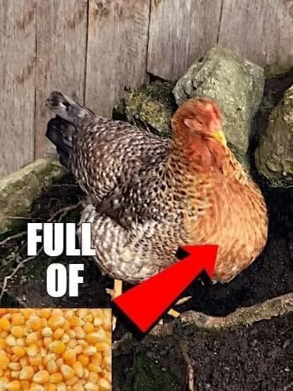 Chicken Full of Corn