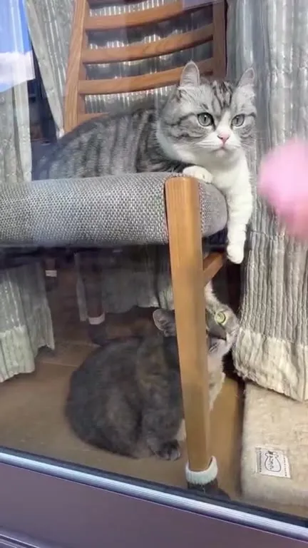 Коты делят стул
