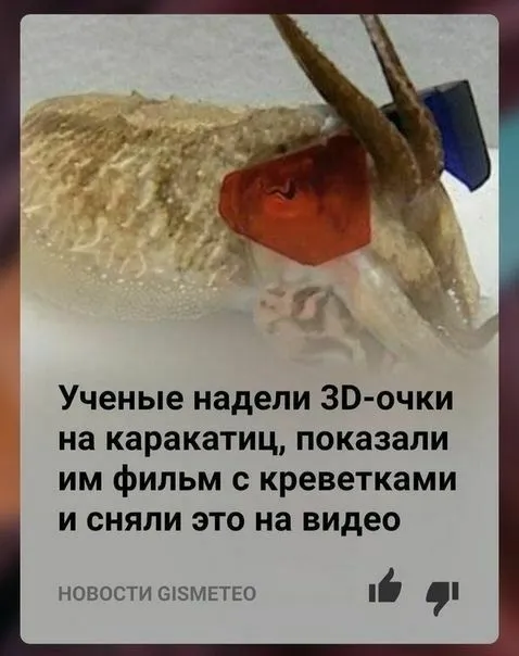 Каракатицы смотрят фильм с креветками