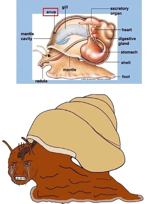 Crying Snail Anatomy