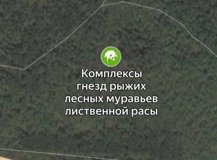 Комплексы гнезд рыжих муравьев