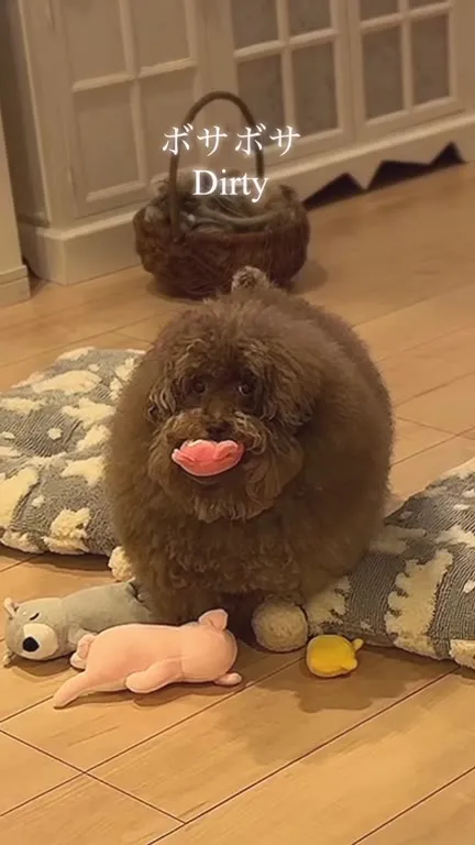 Dirty Washed Drying Floofed Dog