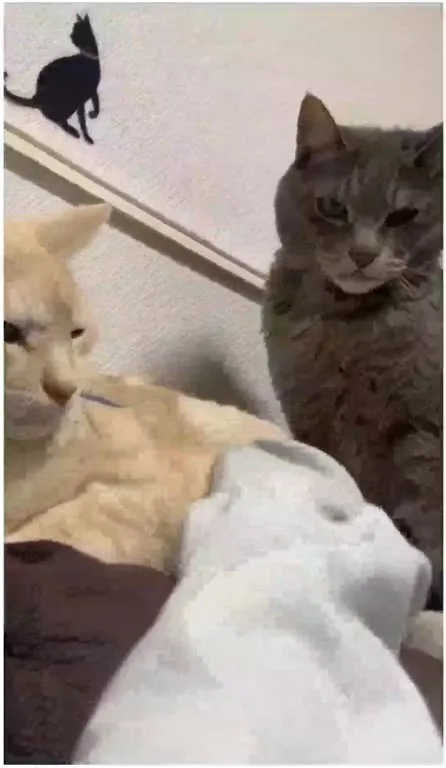 Кот требует убрать одеяло