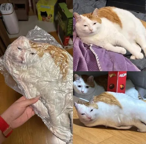 Кот как буханка хлеба