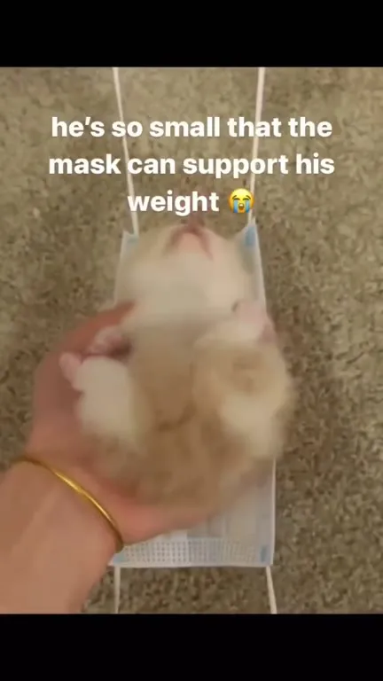 Tiny Kitten Mask Hammock