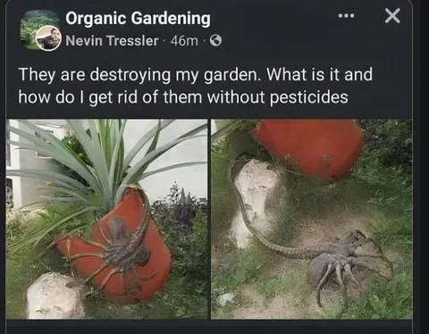 Giant Spider in the Garden