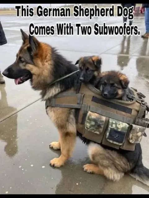 German Shepherd With Two Subwoofers