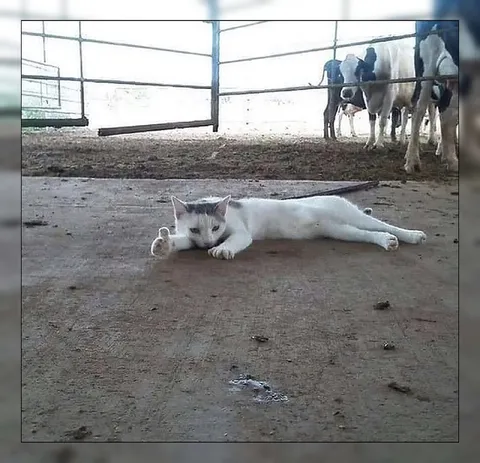 Кот отдыхает среди коров