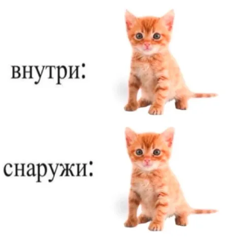 Котёнок внутри и снаружи