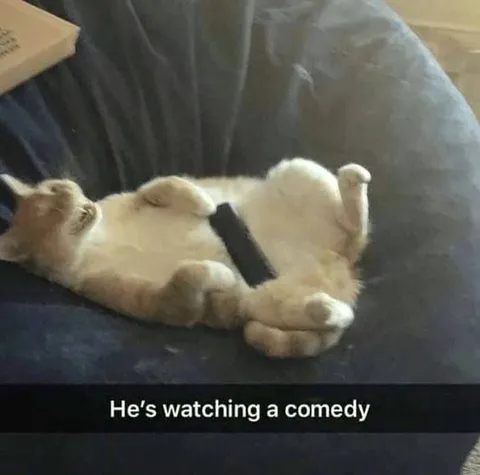 Cat Watching a Comedy