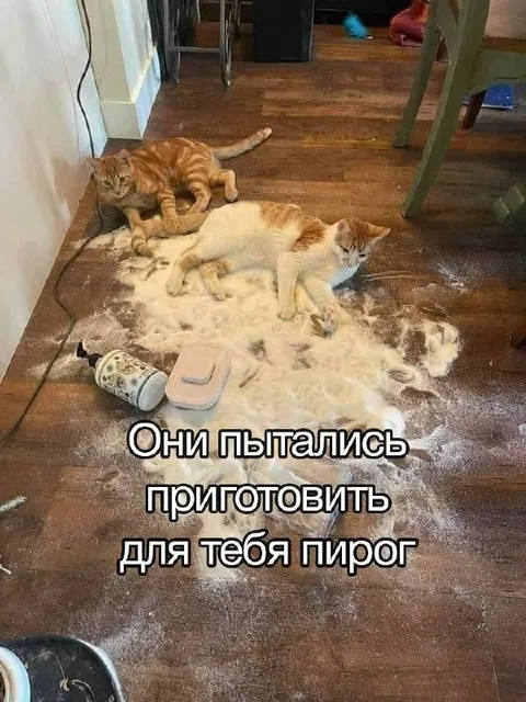 Коты пытались приготовить пирог