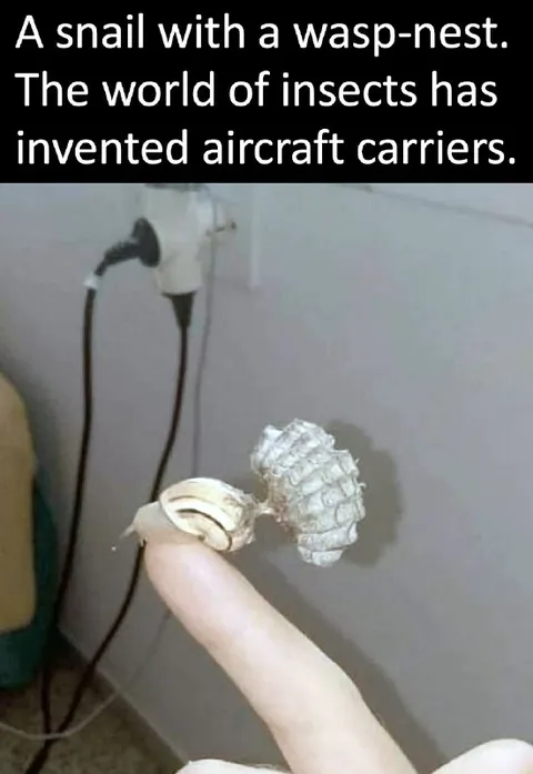 Insect Aircraft Carrier