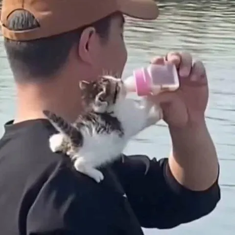 Котёнок пьёт из бутылочки