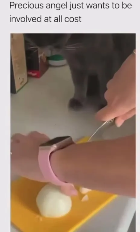Cat Wants to Help Cook