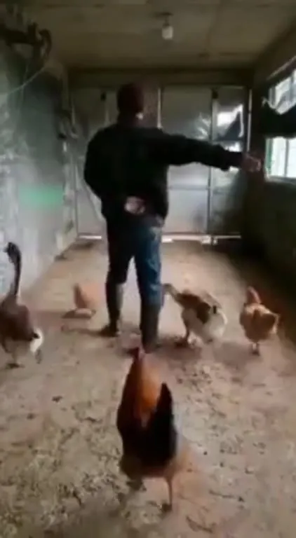 Танец с гусями и курами