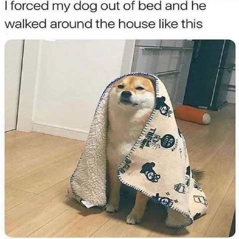 Dog Wrapped in a Blanket
