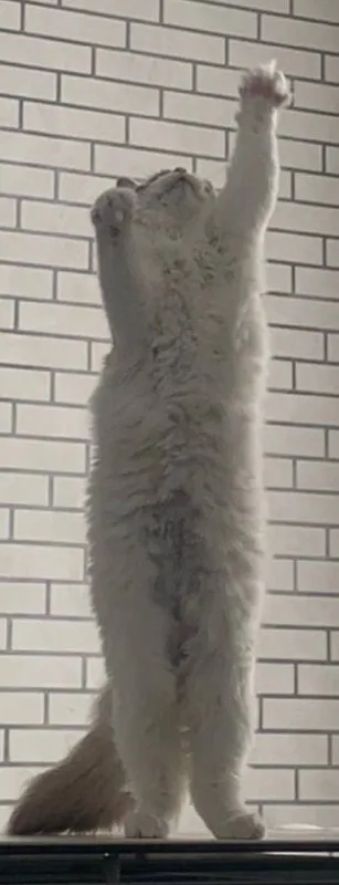 Кот тянется к потолку