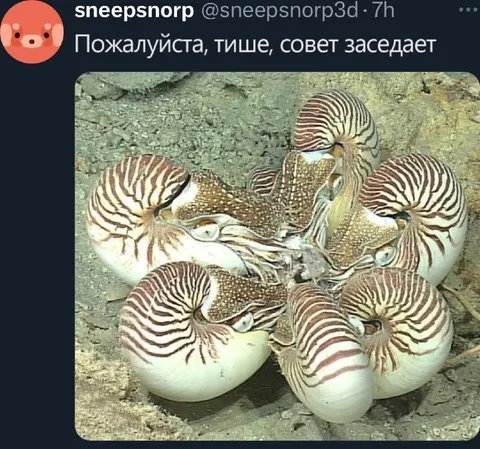 Пожалуйста, тише, совет заседает