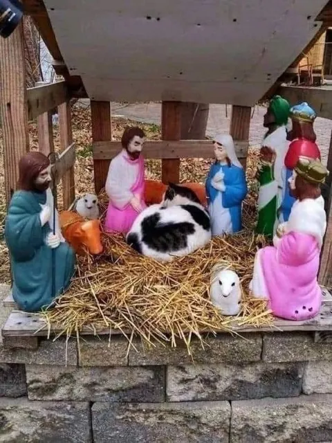 Кот вместо младенца в яслях
