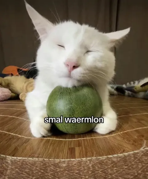 Cat Hugging a Small Watermelon