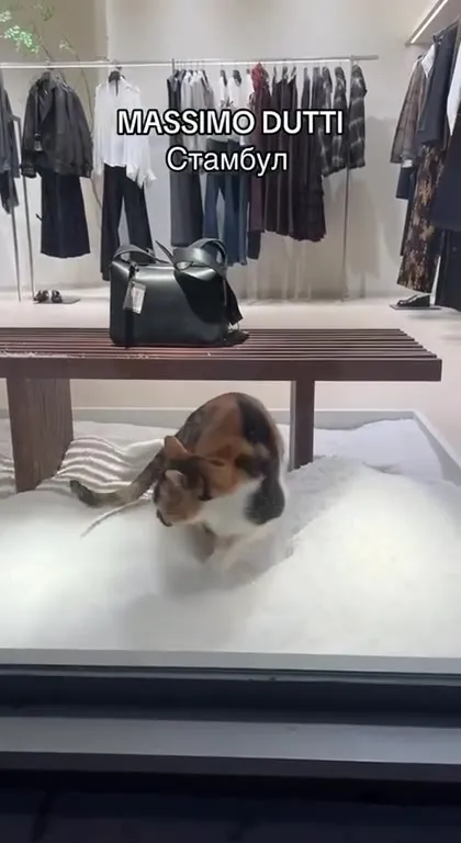 Кошка в снегу у Massimo Dutti