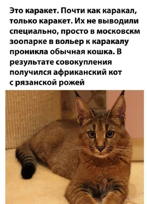 Каракет с рязанской рожей