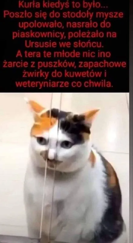 Koty kiedyś to było