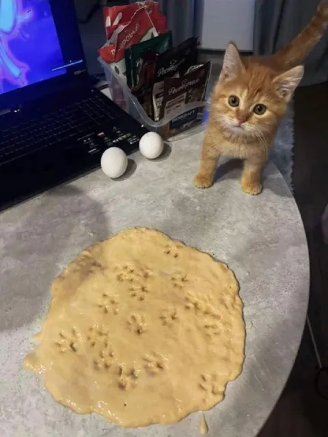 Кот и испорченный блин