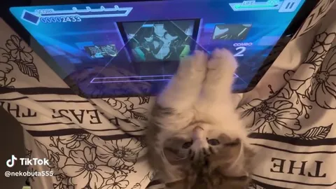 Кот играет лапками на планшете