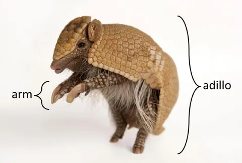 Arm and adillo armadillo