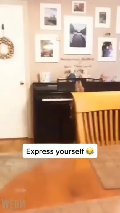 Dog Expresses Himself at Piano