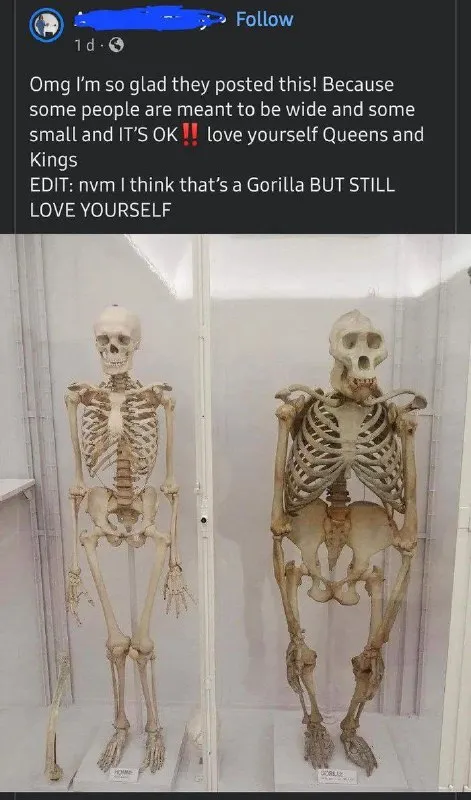 Wide Gorilla Skeleton Confidence