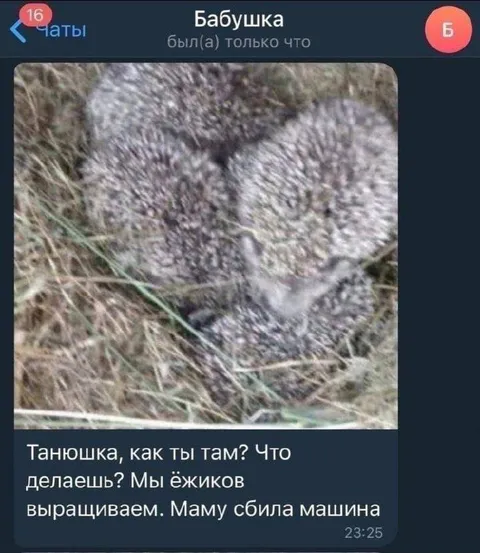 Бабушка выращивает ёжиков