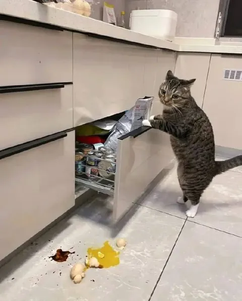 Кот ворует еду из шкафа