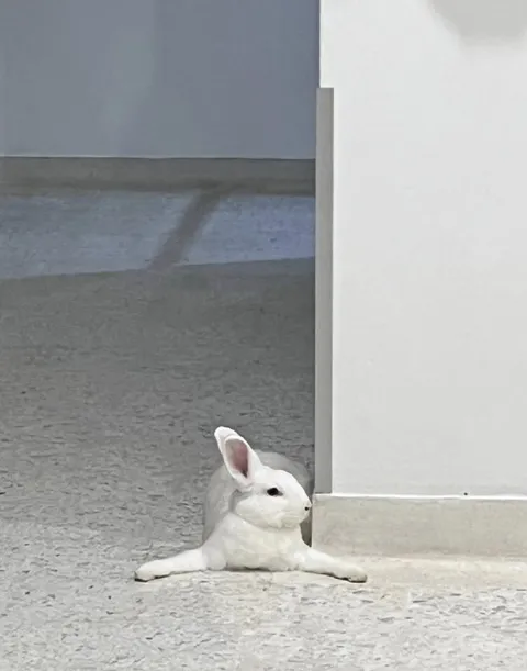 Кролик за углом