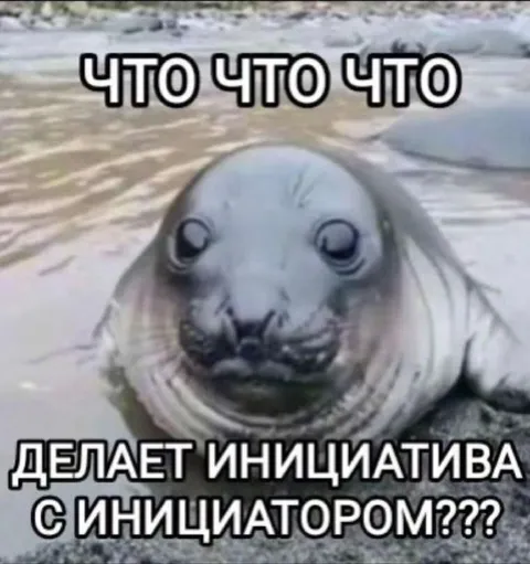 Тюлень не понимает инициативу