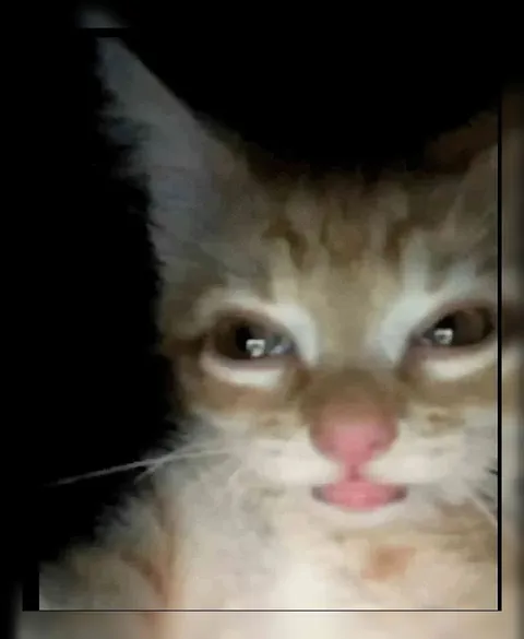 Кот смотрит сквозь слёзы
