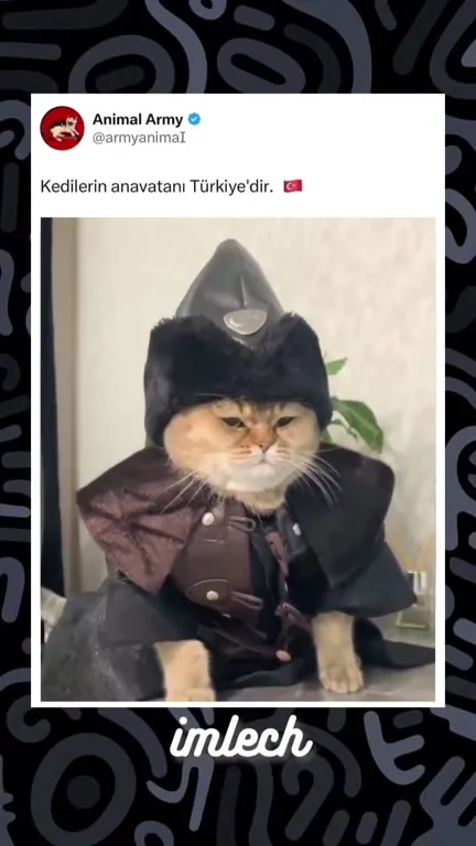 Kedilerin anavatanı Türkiye