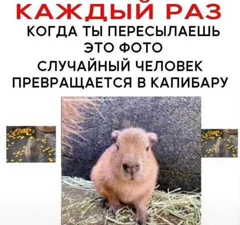 Случайный человек превращается в капибару