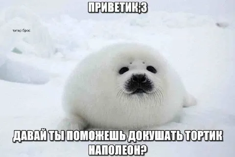 Тюлень просит доесть тортик