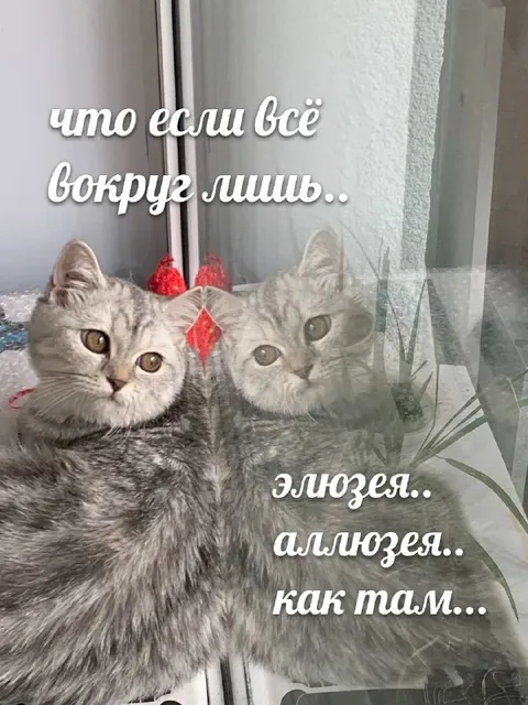 Кот в иллюзии вокруг