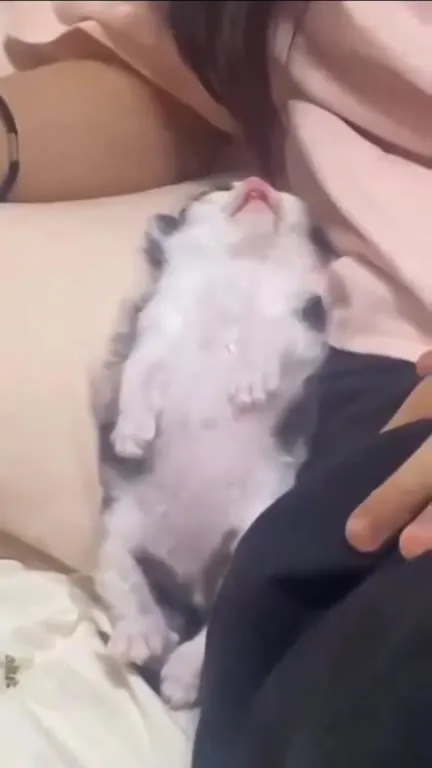 Котёнок сладко спит на коленях