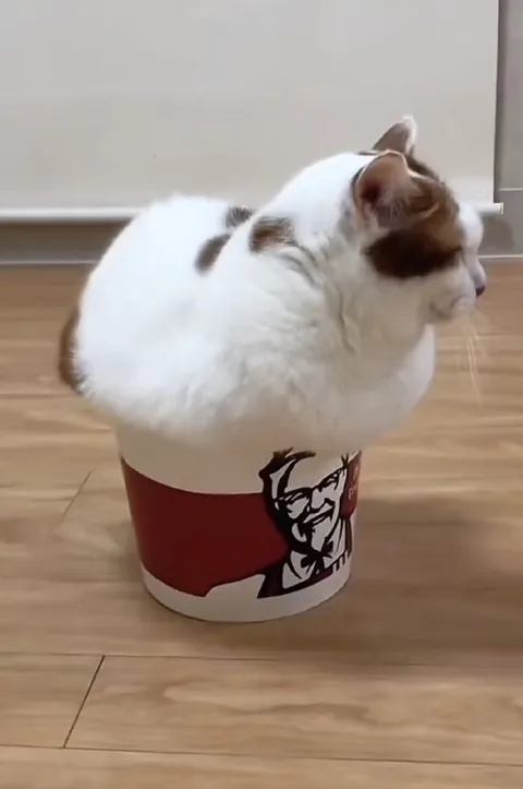 Кот в ведре KFC