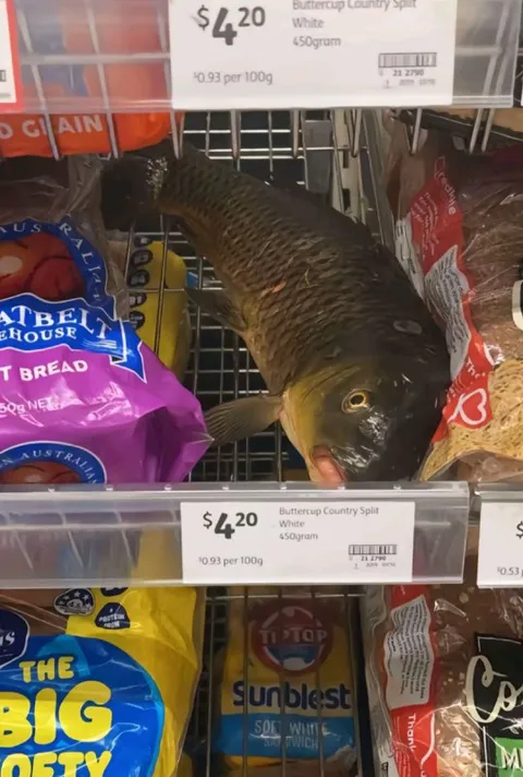 Fish in the Bread Aisle