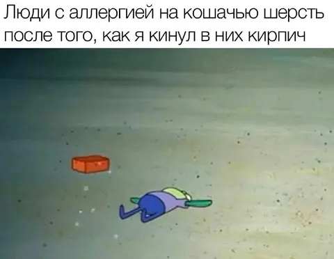 Аллергия на кошачью шерсть