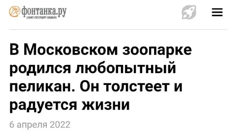Любопытный толстый пеликан