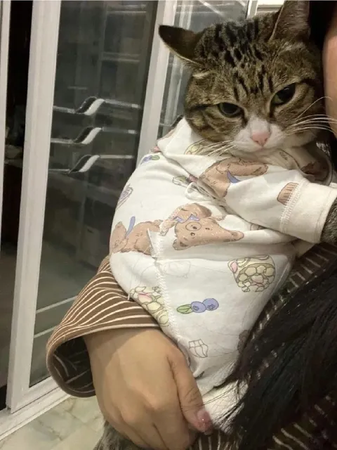 Котёнок как младенец