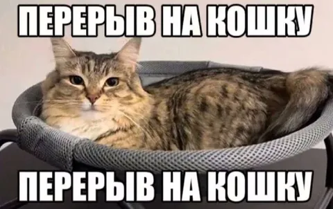 Перерыв на кошку