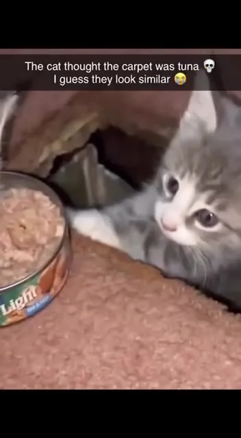 Cat Mistakes Carpet for Tuna