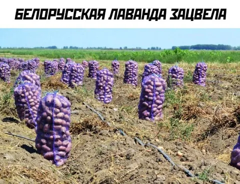 Белорусская лаванда зацвела
